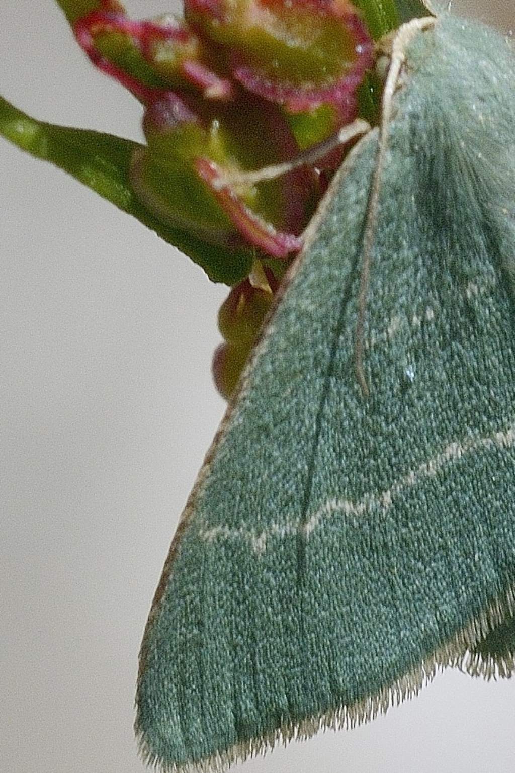 Chlorissa cloraria - Geometridae